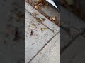 Dude this squirrel  needs to leave ￼