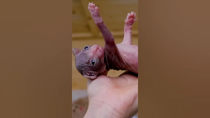 Watch the video about Gentle sphynx little baby❤️#shorts #sphynx #missmermaid #kitten #cat