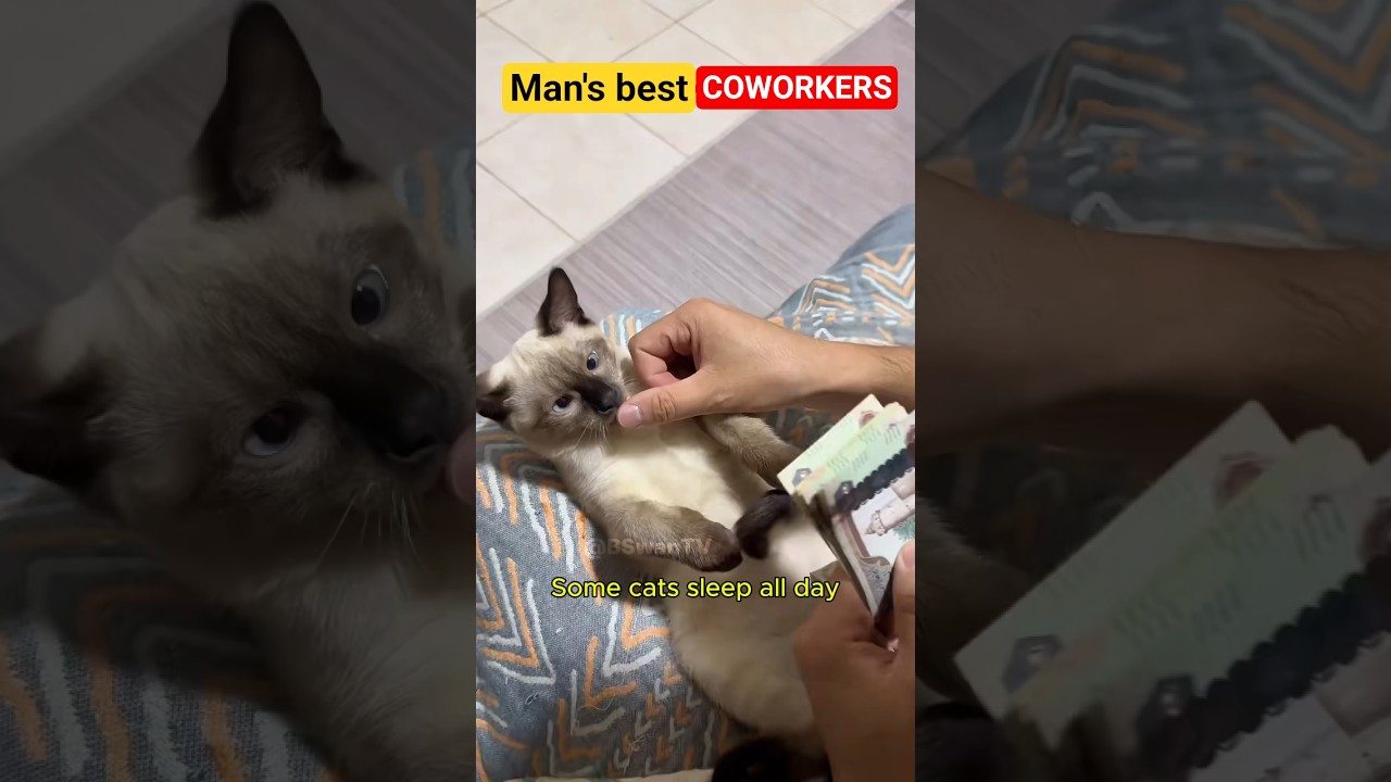 Man's best COWORKERS 