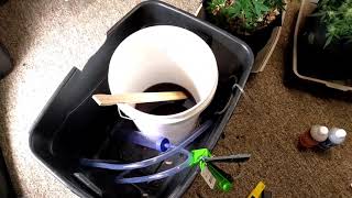 Feeding & Watering Cannabis: Quickie ViparPit Update
