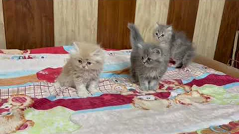 Video 11835971: persian kitten