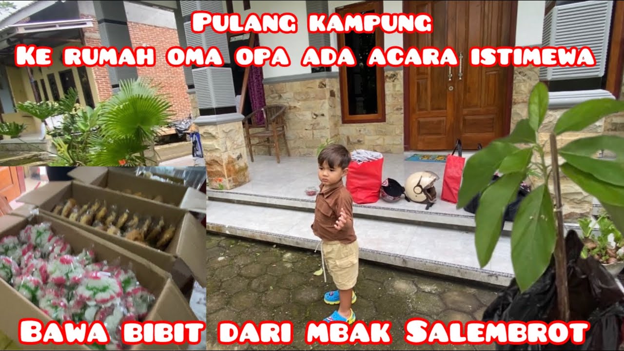 PULANG KAMPUNG KERUMAH OMA OPA LAGI SYUKURAN‼️ BAWA BIBIT APOKAT DR MBK SALEMBROT 