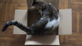 Cats in a box vol. Leia | Catville upon Purr | Stray cats family of Four #straycats #rescue #cats by Catville upon Purr 111 views 3 years ago 1 minute, 3 seconds