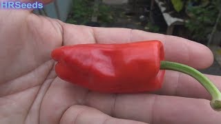 ⟹ Aleppo Pepper | Capsicum annuum | Pod Review