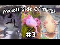 Axolotl side of tiktok 3