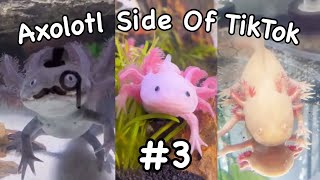Axolotl Side Of TikTok #3
