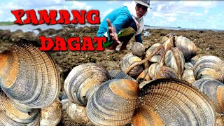 hunting clamshell/sa sobrang laki ng low tide mga isda nahibasan na