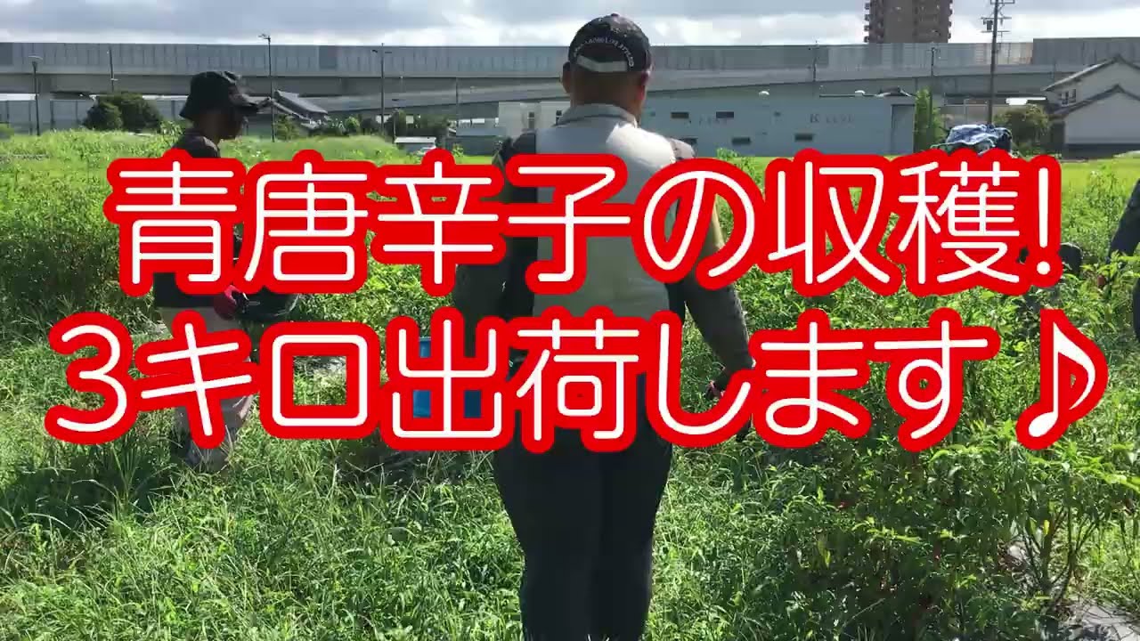 青唐辛子収穫 出荷です！】素人からの農業スタート ぽかぽかファーマー