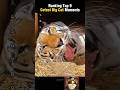 Ranking the Top 9 Cutest Moments of Large Cats