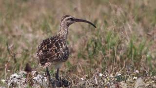 Finding the Bristle-thighed Curlew