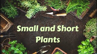 Common Plants||Big and Small Plants