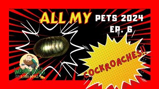 All my Pets 2024 ep. 6 | Cockroaches #allmypets #cockroach #cockroaches #invertebrates