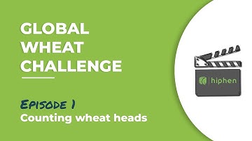 Global Wheat, Episode 1: Counting wheat heads, there