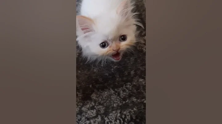 Lucy the Kitten's Epic Couch Jump Attempt🐱🛋  #cat #kitten #cute #pets