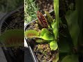 VENUS FLY TRAP EATING WASP, SPIDER, INSECTS carnivorous plants DIONAEA  #plants #animals #insects