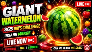 🍉 GIANT WATERMELON LIVE 🔴 | CAN WE MAKE THE BIGGEST ONE? 😱🔥 | Fruit Merge screenshot 3
