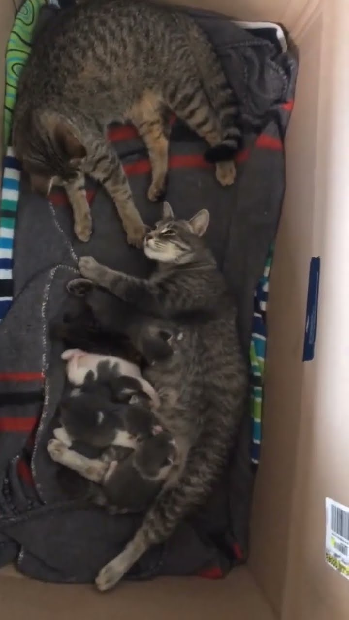 La famille  chat papa et maman