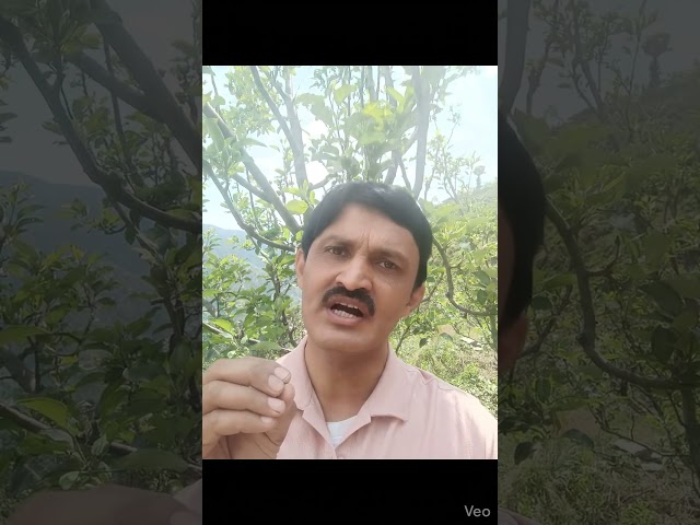 पेड के पत्तों से एक बातसीखी है साहबकी जब भी कोई रंग बदलता हैवो ज़मीन पर ही गिरता है.....