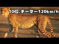 生物の速度ランキング TOP50