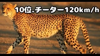 生物の速度ランキング TOP50