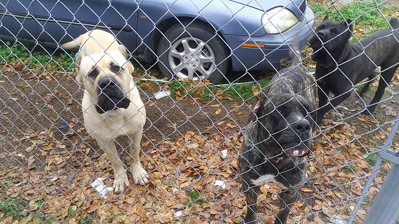 True Blood Kennel YouTube