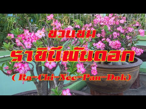 ชวนชม ราชินีพันดอก Adenium Obesum , Desert Rose , Hoa sứ thái (Ra-Chi-Nee-Pan-Dok)