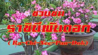 ชวนชม ราชินีพันดอก  Adenium Obesum , Desert Rose , Hoa sứ thái (Ra-Chi-Nee-Pan-Dok) 养徒的沙漠玫瑰