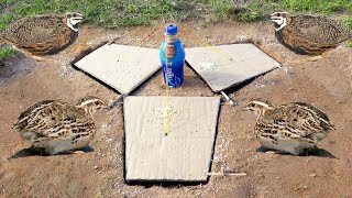Creative DIY Quail Bird Trap Using 3 Dig Hole Work 100%