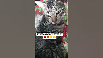 My Remix Edm Cat 