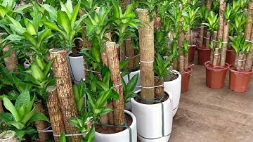 Bán cây thiết mộc lan ghép thân các kích cỡ 0977973535