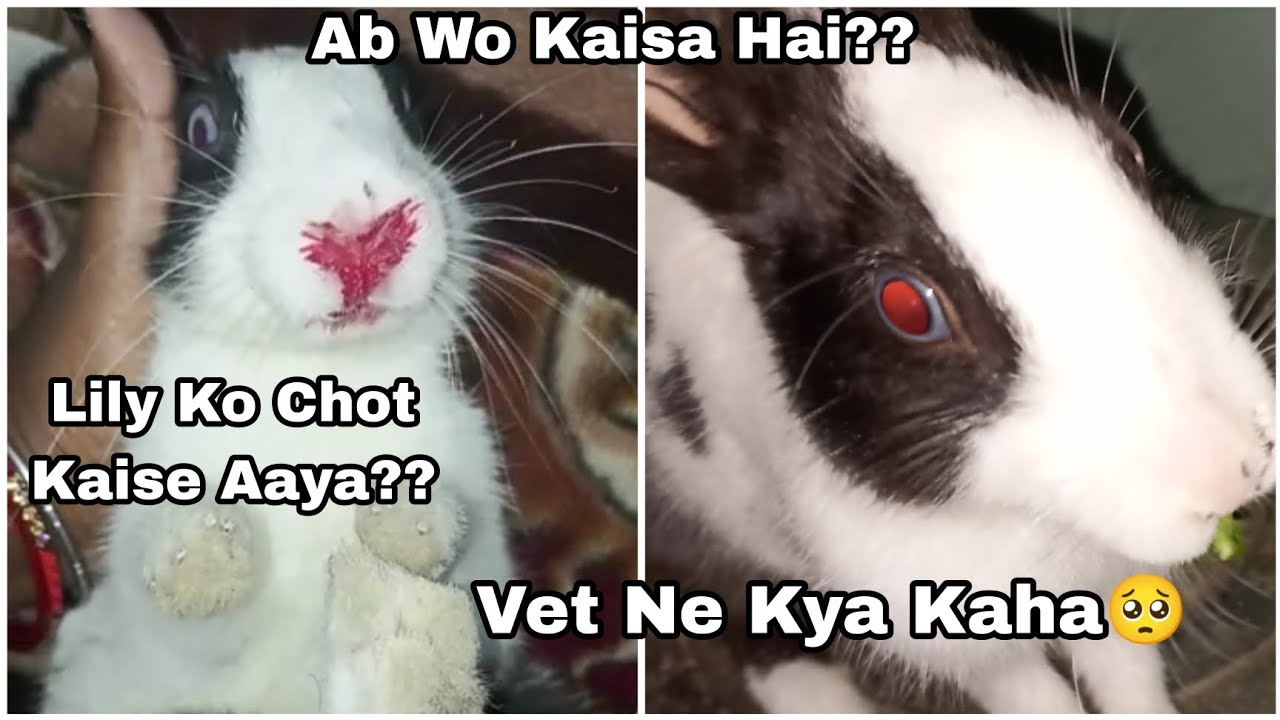 Lily Ko Chot Kaise Laga🥺// Vet Kya Bole// Ab Lily Kaisa Hai😭 YouTube