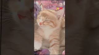 #coquette #coquettecore #love #aesthetic #addmebackondc #love #pretty #love  @GojoAZeditzzz screenshot 5