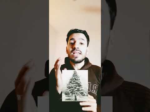 شجرة الكريسماس 2023 حقيقة شجرة عيد الميلاد