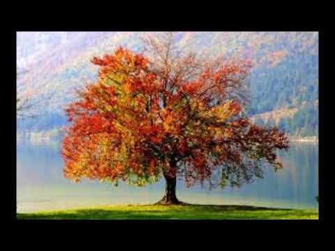 Valzer d'autunno