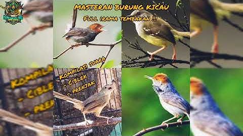 MASTERAN BURUNG KICAU | KOMPILASI SUARA CIBLEK PRENJAK FULL IRAMA TEMBAKAN | DIJAMIN MEWAH !!!