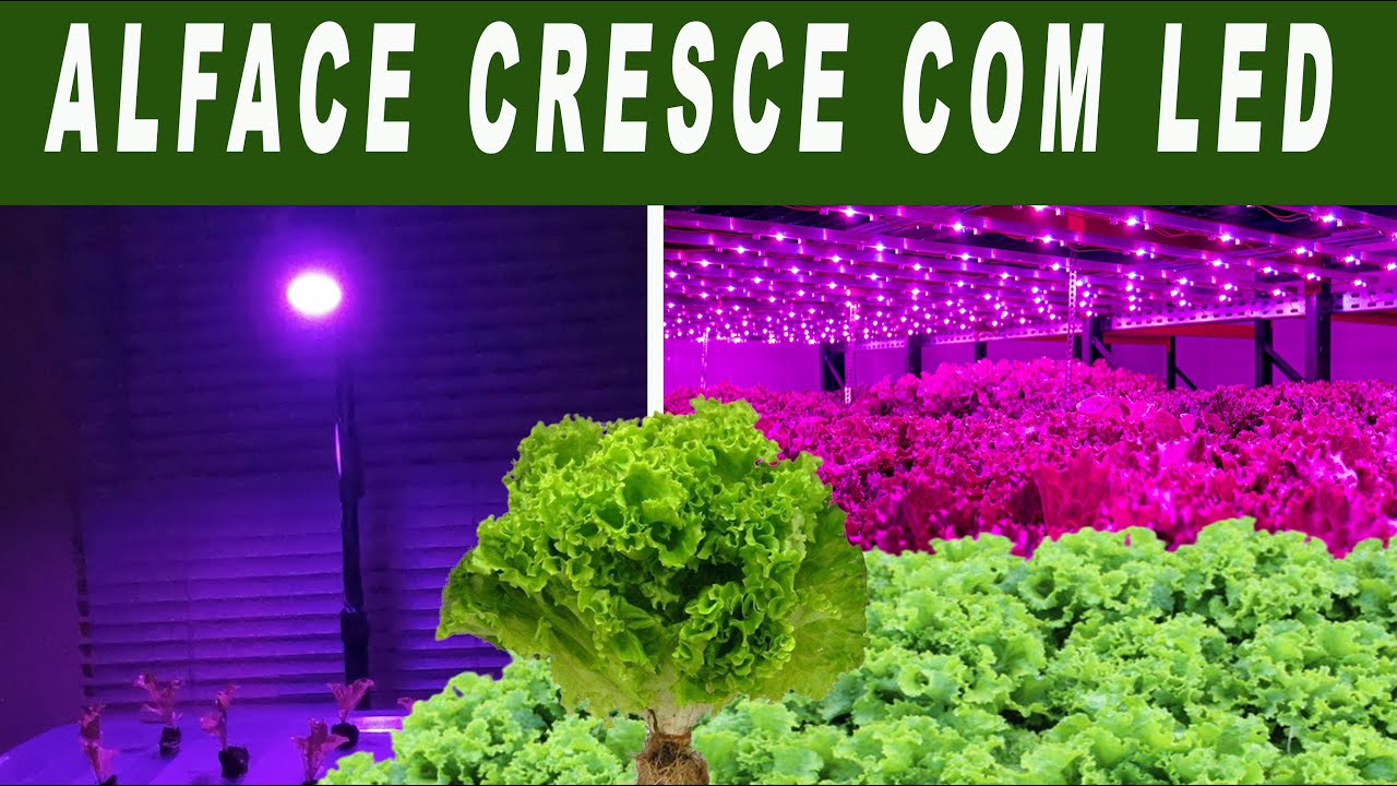 Plantei ALFACE SEM LUZ SOLAR utilizando ILUMINAÇÃO ARTIFICIAL POR LED que IMITA luz do Sol.