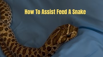 How To Assist Feed A Snake. WARNING! Please read video description before watching.