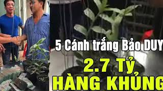 Lan phi điệp đột biến  Đại gia Toàn ĐÔ LA chia sẻ người chơi Lỗ 500 tỷ