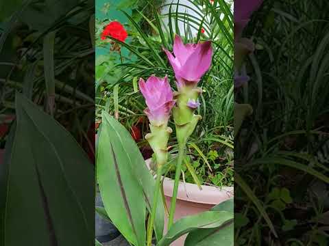 Video: Curcuma Alismatifolia - Gojenje rastlin siamskih tulipanov