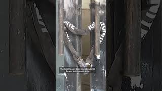 Thieves tunnel into Los Angeles jewelry store