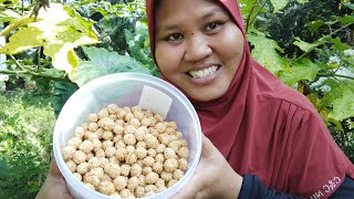 resepi buat kuih buah rotan di jamin rangup by Kak nur@tip salut bijan penuh