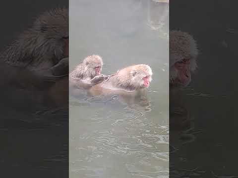 Snow Monkeys in Nagano – 長野のスノーモンキー 🐒❄️