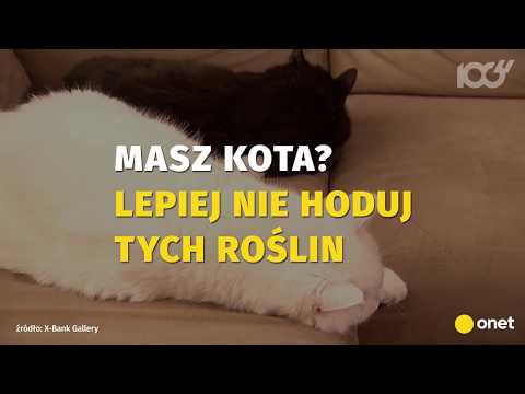 Wideo: Zatrucie Roślin Liliami U Kotów