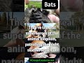 Fascinating Bat Trivia You Never Knew