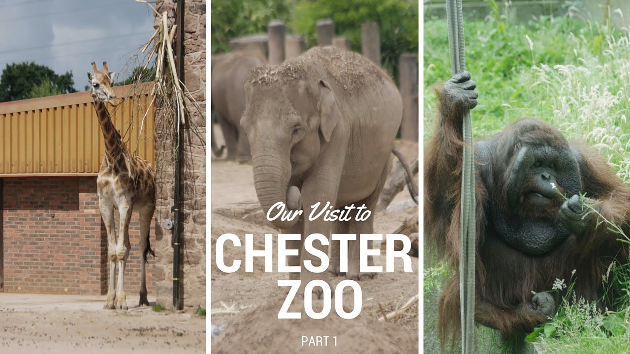 Day out at Chester Zoo Part 1 July 2016 YouTube
