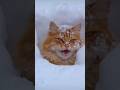 Snow funny cat videos #viral #shocked