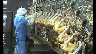 China duck slaughter house.flv