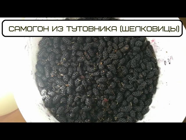 Самогон из Тутовника ( шелковицы )