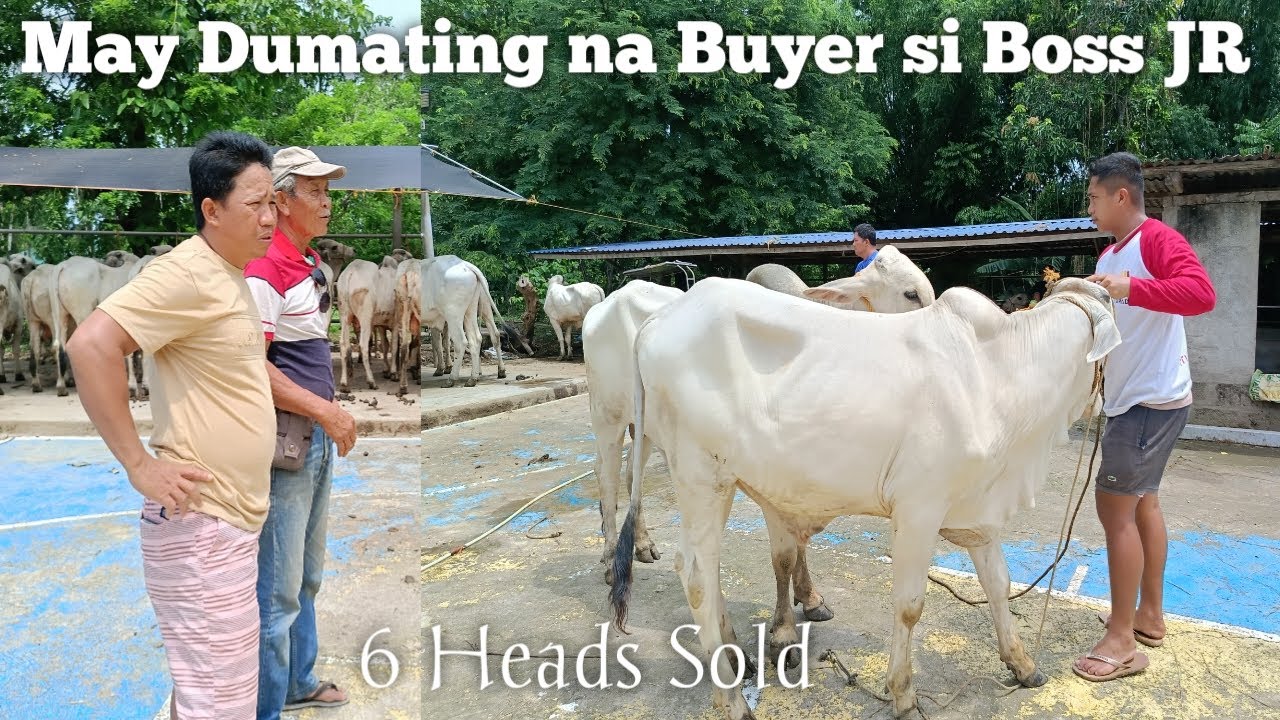 May Buyer na Dumayo sa Kural ni Boss JR Comia..