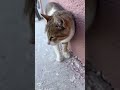 👑 Patilerin kraliçesi.💛#kesfet#keşfetteyiz#keşfetedüş#kedivideoları#catshorts#catvideo#kediler